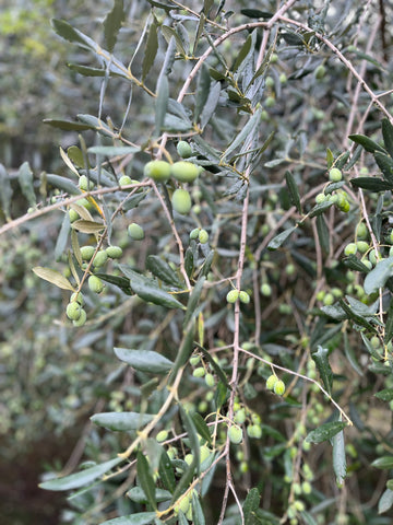 First Harvest Limited Edition Olive Oil